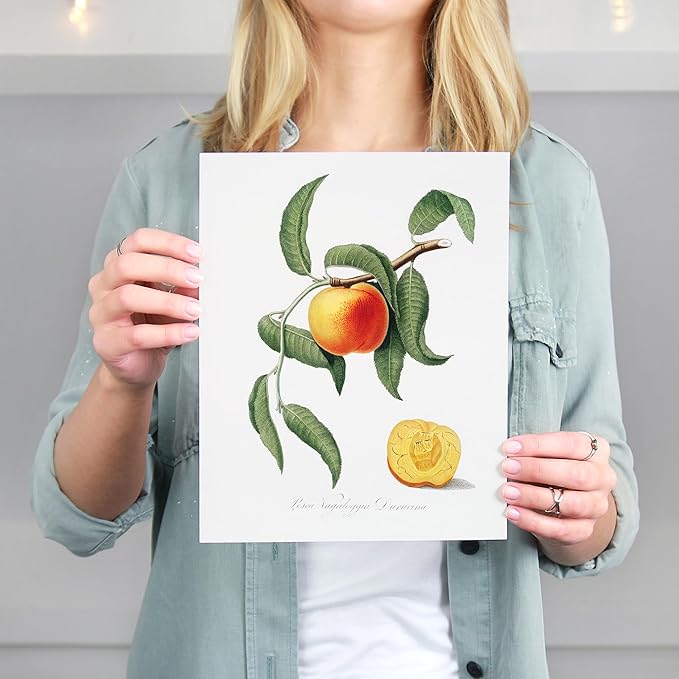 Vintage Fruit Art Prints - Kitchen Botanical Prints - (Set of 6) - Unframed - 8x10s | Wall Décor Enhancing Your Culinary Space with Classic Charm - Ideal for Kitchen, Dining Area, or Farmhouse Décor