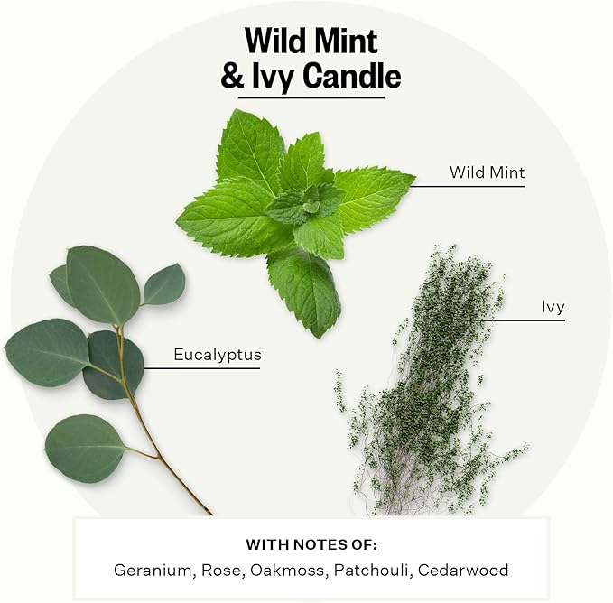 Apotheke Signature Scented Candles for Home, Wild Mint & Ivy - 10.5 oz - Soy Wax, Non Toxic, Large Jar White - Luxury Candle Gifts for Women & Men - Eucalyptus, Patchouli, Cedarwood, and Rose