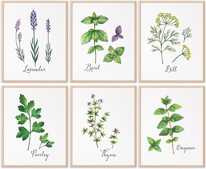 Botanical Prints Kitchen Herbs Wall Art - (Set of 6) - Unframed - 8x10s